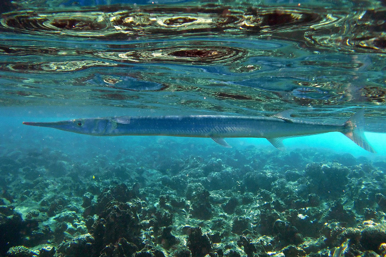 Tylosurus choram (Aguglia del Mar Rosso)